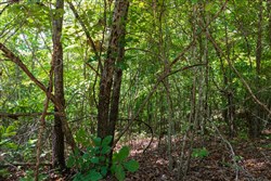 property photo for Cypress Ridge Tract 11, 5.33 acres for sale in Reynolds County, Missouri