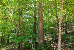 property photo for Cypress Ridge Tract 11, 5.33 acres for sale in Reynolds County, Missouri