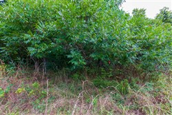 property photo for Cypress Ridge Tract 15, 7.5 acres for sale in Reynolds County, Missouri