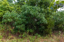 property photo for Cypress Ridge Tract 15, 7.5 acres for sale in Reynolds County, Missouri