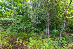 property photo for Cypress Ridge Tract 15, 7.5 acres for sale in Reynolds County, Missouri