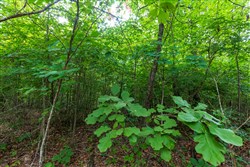 property photo for Cypress Ridge Tract 19, 6.07 acres for sale in Reynolds County, Missouri