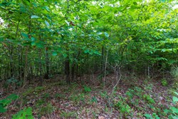 property photo for Cypress Ridge Tract 19, 6.07 acres for sale in Reynolds County, Missouri