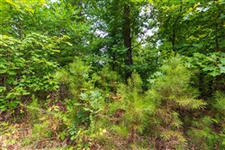 property photo for Cypress Ridge Tract 21, 6.67 acres for sale in Reynolds County, Missouri