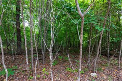 property photo for Cypress Ridge Tract 21, 6.67 acres for sale in Reynolds County, Missouri