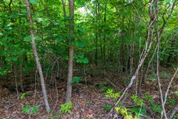 property photo for Cypress Ridge Tract 21, 6.67 acres for sale in Reynolds County, Missouri