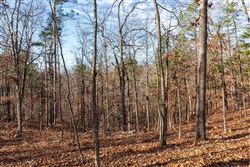 property photo for Cypress Ridge Tract 39, 5.02 acres for sale in Reynolds County, Missouri