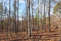 property photo for Cypress Ridge Tract 39, 5.02 acres for sale in Reynolds County, Missouri