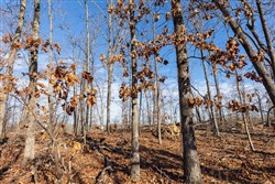 property photo for Cypress Ridge Tract 40, 4.92 acres for sale in Reynolds County, Missouri
