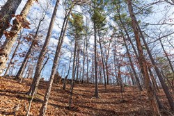 property photo for Cypress Ridge Tract 40, 4.92 acres for sale in Reynolds County, Missouri