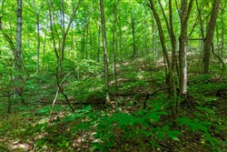 property photo for Cypress Ridge Tract 6, 5.55 acres for sale in Reynolds County, Missouri