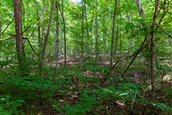 property photo for Cypress Ridge Tract 6, 5.55 acres for sale in Reynolds County, Missouri