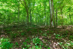 property photo for Cypress Ridge Tract 6, 5.55 acres for sale in Reynolds County, Missouri