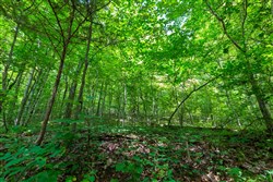 property photo for Cypress Ridge Tract 6, 5.55 acres for sale in Reynolds County, Missouri