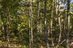 property photo for Fox Hollow Tract 11, 5.41 acres for sale in Reynolds County, Missouri
