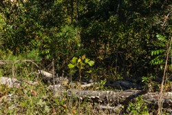 property photo for Fox Hollow Tract 11, 5.41 acres for sale in Reynolds County, Missouri