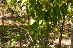 property photo for Fox Hollow Tract 5, 5.44 acres for sale in Reynolds County, Missouri
