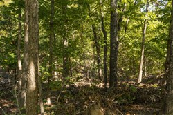 property photo for Fox Hollow Tract 5, 5.44 acres for sale in Reynolds County, Missouri