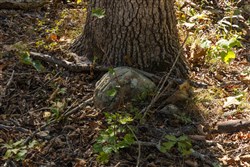 property photo for Fox Hollow Tract 6, 6.78 acres for sale in Reynolds County, Missouri