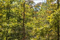 property photo for Fox Hollow Tract 6, 6.78 acres for sale in Reynolds County, Missouri