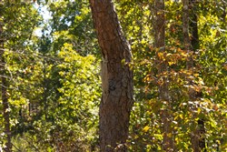property photo for Fox Hollow Tract 6, 6.78 acres for sale in Reynolds County, Missouri