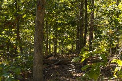 property photo for Fox Hollow Tract 6, 6.78 acres for sale in Reynolds County, Missouri