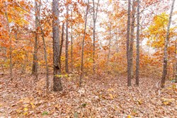 property photo for Hawkcrest Tract 16, 6.65 acres for sale in Reynolds County, Missouri