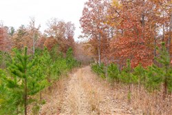 property photo for Hawkcrest Tract 19, 5.87 acres for sale in Reynolds County, Missouri