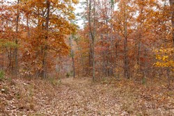 property photo for Hawkcrest Tract 19, 5.87 acres for sale in Reynolds County, Missouri