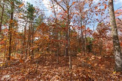 property photo for Hawkcrest Tract 40, 10.65 acres for sale in Reynolds County, Missouri