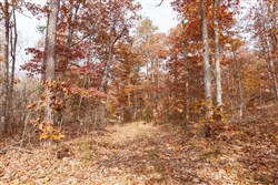 property photo for Hawkcrest Tract 45, 8.09 acres for sale in Reynolds County, Missouri