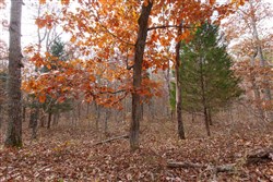 property photo for Hawkcrest Tract 45, 8.09 acres for sale in Reynolds County, Missouri