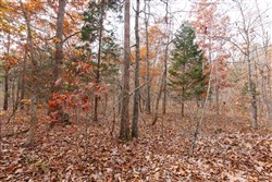 property photo for Hawkcrest Tract 45, 8.09 acres for sale in Reynolds County, Missouri