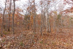 property photo for Hawkcrest Tract 45, 8.09 acres for sale in Reynolds County, Missouri