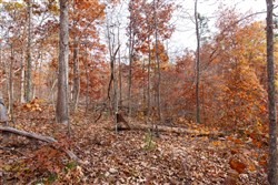 property photo for Hawkcrest Tract 46, 6.87 acres for sale in Reynolds County, Missouri