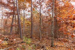property photo for Hawkcrest Tract 46, 6.87 acres for sale in Reynolds County, Missouri