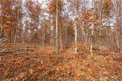 property photo for Hawkcrest Tract 48, 13.03 acres for sale in Reynolds County, Missouri