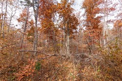 property photo for Hawkcrest Tract 48, 13.03 acres for sale in Reynolds County, Missouri