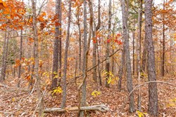 property photo for Hawkcrest Tract 6, 5.86 acres for sale in Reynolds County, Missouri