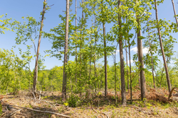 property photo for Stardust Estates Tract 1, 7.29 acres for sale in Reynolds County, Missouri