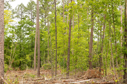 property photo for Stardust Estates Tract 1, 7.29 acres for sale in Reynolds County, Missouri