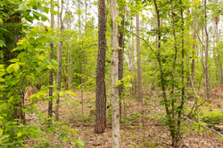 property photo for Stardust Estates Tract 1, 7.29 acres for sale in Reynolds County, Missouri