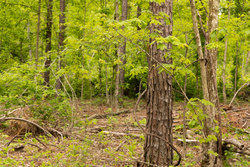 property photo for Stardust Estates Tract 1, 7.29 acres for sale in Reynolds County, Missouri