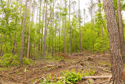 property photo for Stardust Estates Tract 1, 7.29 acres for sale in Reynolds County, Missouri