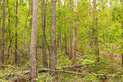 property photo for Stardust Estates Tract 1, 7.29 acres for sale in Reynolds County, Missouri