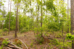 property photo for Stardust Estates Tract 1, 7.29 acres for sale in Reynolds County, Missouri