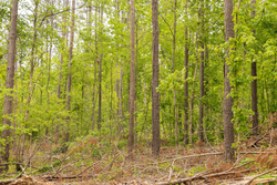 property photo for Stardust Estates Tract 1, 7.29 acres for sale in Reynolds County, Missouri