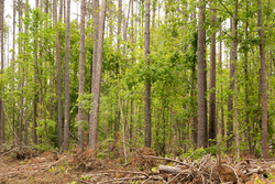 property photo for Stardust Estates Tract 1, 7.29 acres for sale in Reynolds County, Missouri