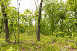 property photo for Stardust Estates Tract 10, 5.05 acres for sale in Reynolds County, Missouri