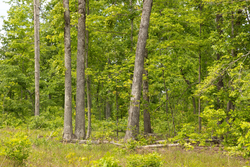 property photo for Stardust Estates Tract 10, 5.05 acres for sale in Reynolds County, Missouri